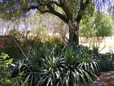 Trevalia Accommodation - Accommodation Rockhampton 6