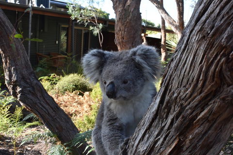 Kangaroo Island Wilderness Retreat - Accommodation Rockhampton 6