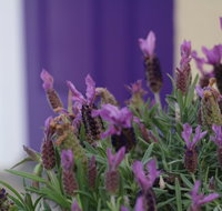 The Purple Door on Seaview - Accommodation Rockhampton