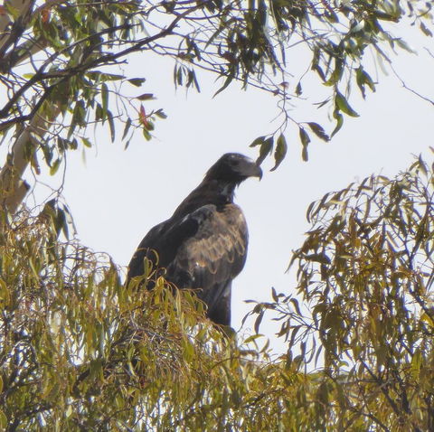 Molly's Chase - Accommodation Rockhampton 30