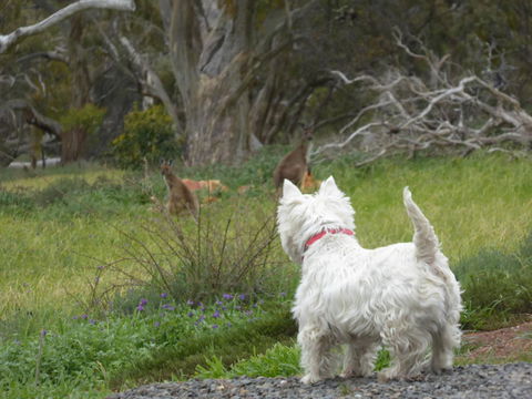 Molly's Chase - Accommodation Rockhampton 27