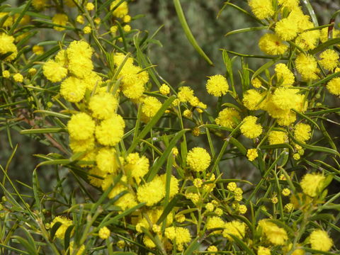 Molly's Chase - Accommodation Rockhampton 14