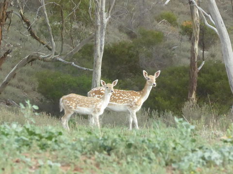 Molly's Chase - Accommodation Rockhampton 25