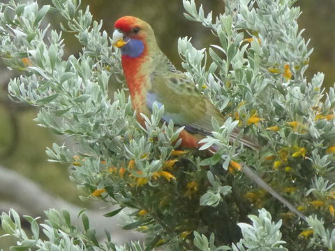 Molly's Chase - Accommodation Rockhampton 24