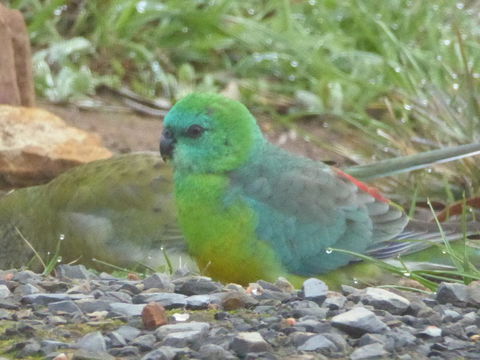 Molly's Chase - Accommodation Rockhampton 15