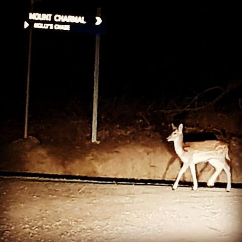 Molly's Chase - Accommodation Rockhampton 32