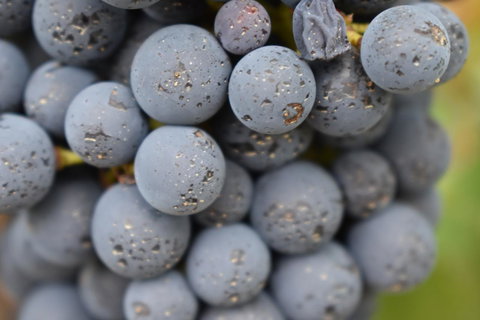 A Coonawarra Experience - Accommodation Rockhampton 23