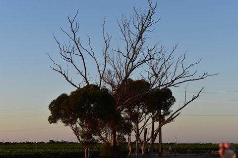 A Coonawarra Experience - Accommodation Rockhampton 24