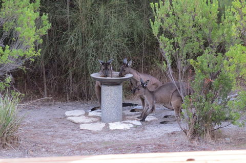Kestrel Downs - Accommodation Rockhampton 23