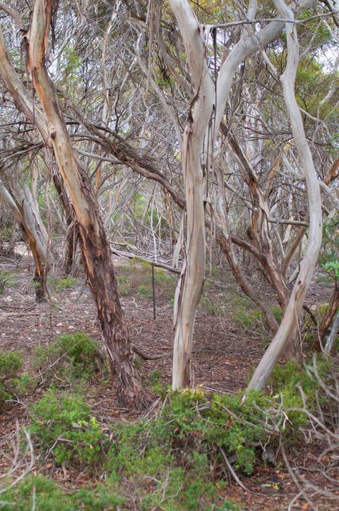 Kestrel Downs - Accommodation Rockhampton 19