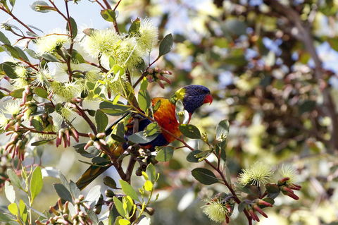 Cape Jervis Holiday Units - Accommodation Rockhampton 11