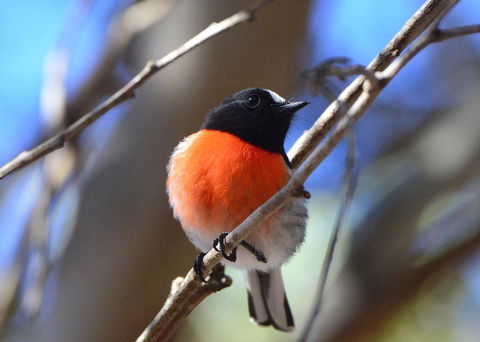 Sea Dragon Kangaroo Island - Accommodation Rockhampton 20