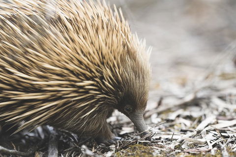 Sea Dragon Kangaroo Island - Accommodation Rockhampton 18