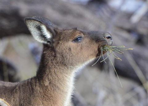 Sea Dragon Kangaroo Island - Accommodation Rockhampton 28