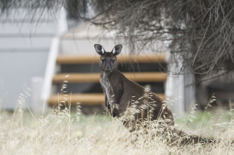 Sea Dragon Kangaroo Island - Accommodation Rockhampton 12