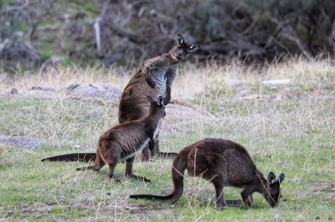 Sea Dragon Kangaroo Island - Accommodation Rockhampton 22