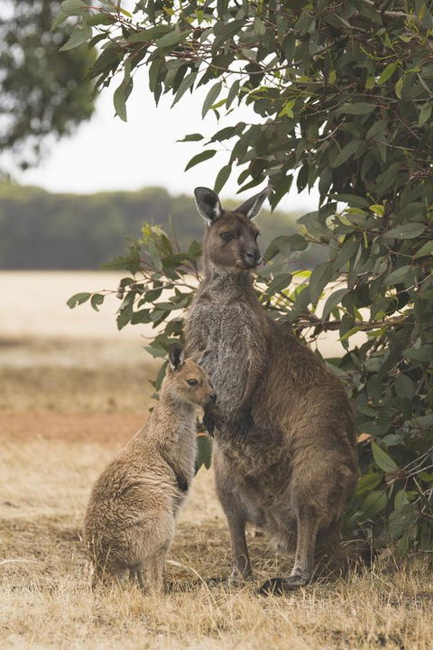 Sea Dragon Kangaroo Island - Accommodation Rockhampton 29