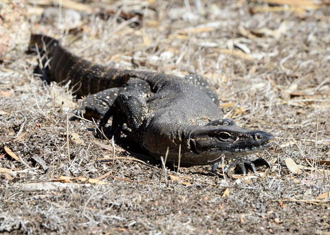 Sea Dragon Kangaroo Island - Accommodation Rockhampton 24