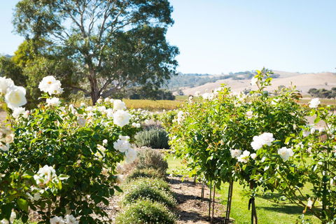 Barossa Vineyard Cottages - Accommodation Rockhampton 1