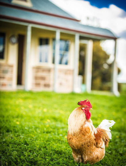 Barossa Vineyard Cottages - Accommodation Rockhampton 39