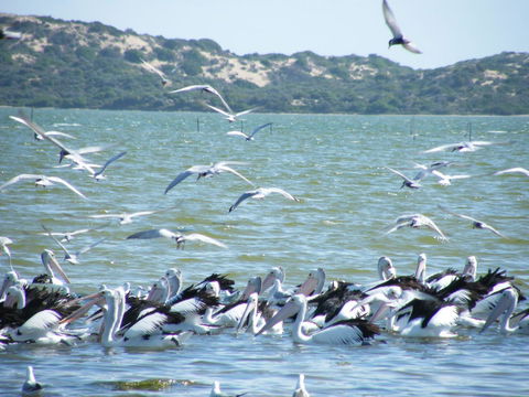 Coorong Waterfront Retreat - Accommodation Rockhampton 25