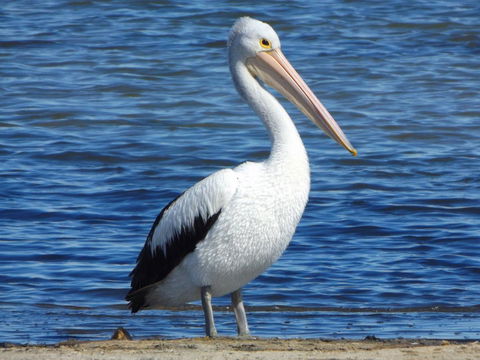 Coorong Waterfront Retreat - Accommodation Rockhampton 29