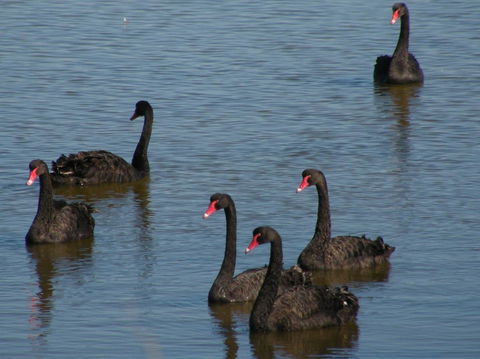 Coorong Waterfront Retreat - Accommodation Rockhampton 26