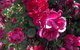 Blyth Cottage Burra - thumb 20