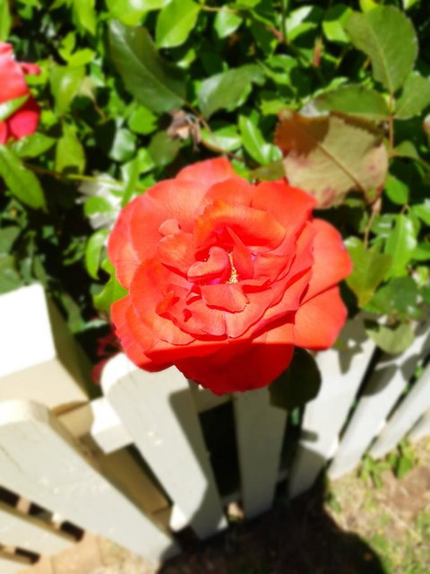 Blyth Cottage Burra - Accommodation Rockhampton 23