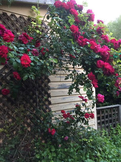 Blyth Cottage Burra - Accommodation Rockhampton 24