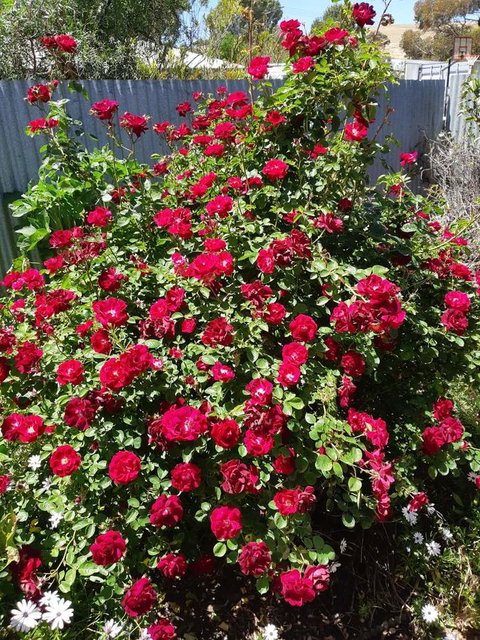 Blyth Cottage Burra - Accommodation Rockhampton 22