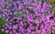 Blyth Cottage Burra - thumb 30