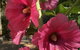 Blyth Cottage Burra - thumb 21