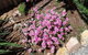 Blyth Cottage Burra - thumb 19