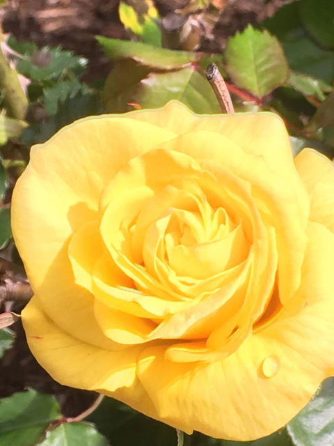 Wine And Roses Bed And Breakfast - Accommodation Rockhampton 41