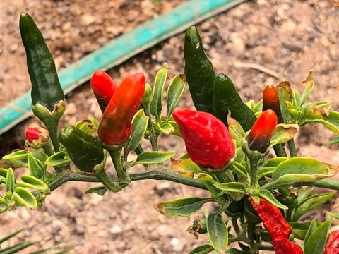 Aussie Opal Diggers Outback Retreat-Undergound - Accommodation Rockhampton 25