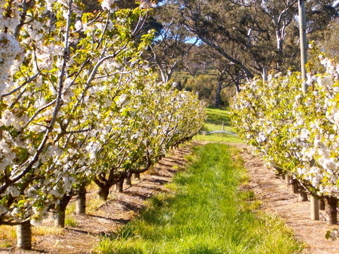STUDIO ECHUNGA Adelaide Hills - Accommodation Rockhampton 18