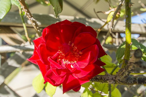 Stoneleigh Cottage Bed And Breakfast - Accommodation Rockhampton 16