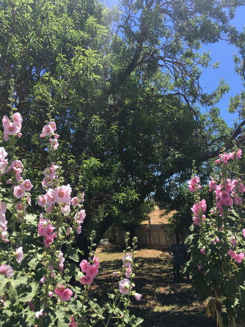 Amy\'s House Bed & Breakfast - Accommodation Rockhampton 37