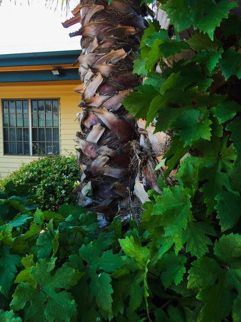 Ten Dollar Town Motel - Accommodation Rockhampton 19