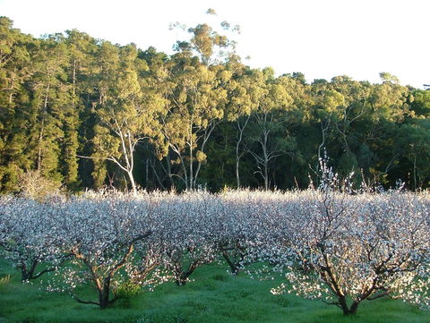 Taralee Orchards - Accommodation Rockhampton 5