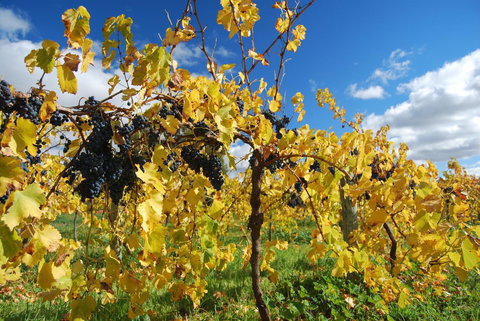 Novotel Barossa Valley Resort - Accommodation Rockhampton 10