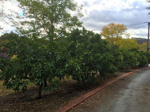 Vineyard Cottage BnB - Accommodation Rockhampton 11