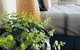 Barossa Valley Studio - thumb 12