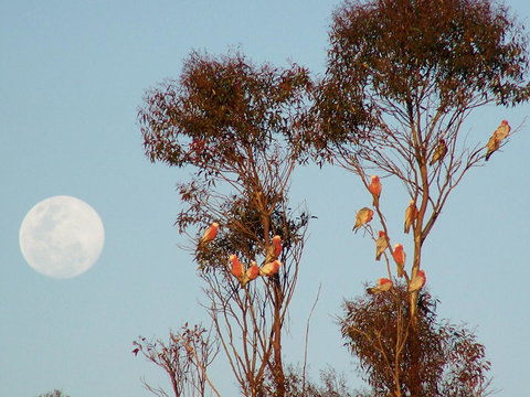 Burra Motor Inn - Accommodation Rockhampton 28