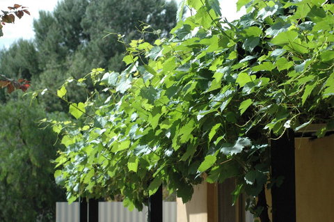 Burra Motor Inn - Accommodation Rockhampton 14