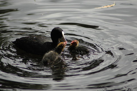Burra Motor Inn - Accommodation Rockhampton 26