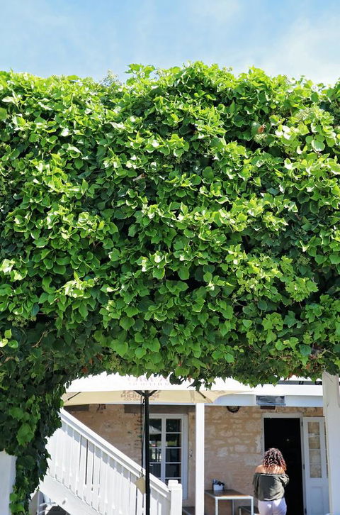 Caledonian Inn - Accommodation Rockhampton 21