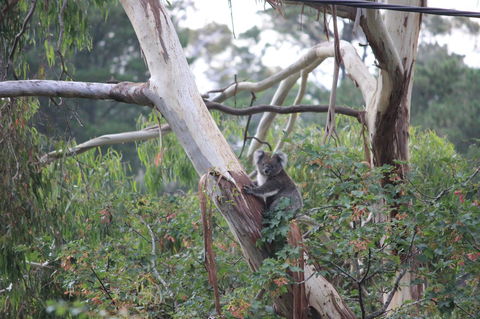 Pirralilla Estate Adelaide Hills - Accommodation Rockhampton 24
