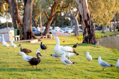 BIG4 Renmark Riverfront Holiday Park - Accommodation Rockhampton 9